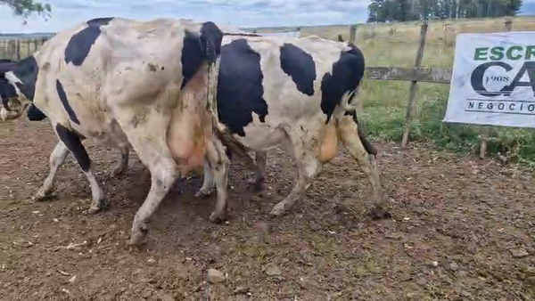 Lote 3 Vaca 480kg - , San José