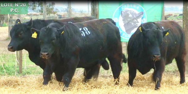 Lote TOROS PUROS CONTROLADOS