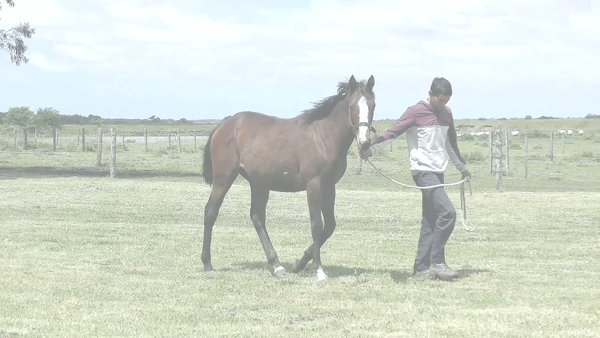 Lote BEAUTIFUL RULER (SANDINO RULER -  BEAUTIFUL GALANA)