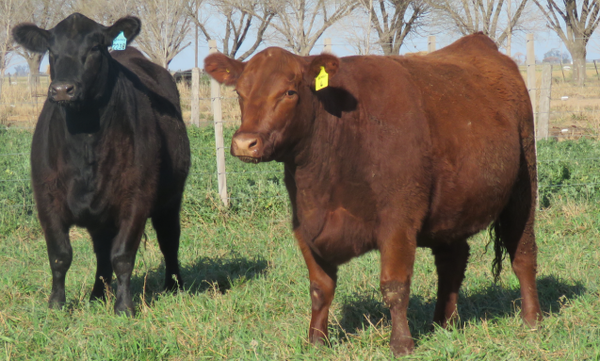 Lote Vaquillonas  Angus -  Don Pedro