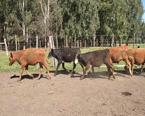 Lote (Vendido)16 Terneros 4 RA,  2 LI,  6 AA X HE,  1 AA,  3 RA X HE 162kg - , Soriano