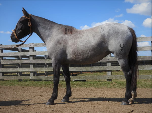 Lote 10 - Regalada Verdes Mares