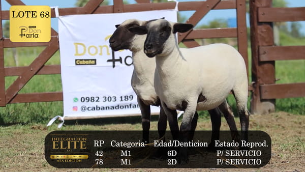 Lote LOTE 68