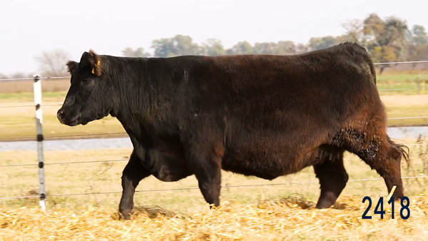 Lote Vaquillona