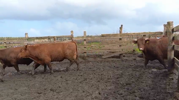 Lote 40 Novillo Gordo en Cabrero, VIII Región Biobío