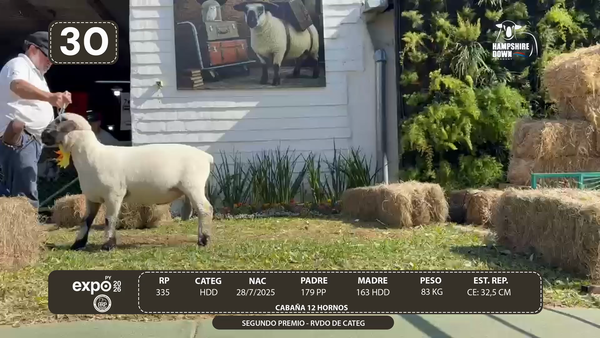 Lote LOTE 30 - BOZAL