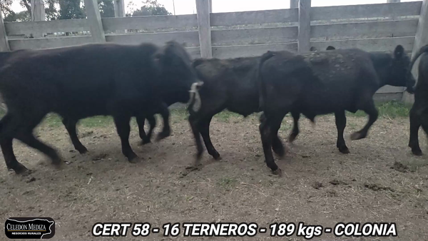 Lote 18 Terneros en Colonia
