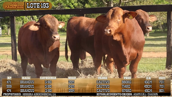 Lote LOTE 193 - VIVO