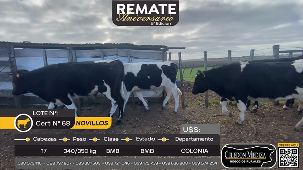Lote 17 Novillos en Ruta 22 a 23 km de Tarariras, Colonia