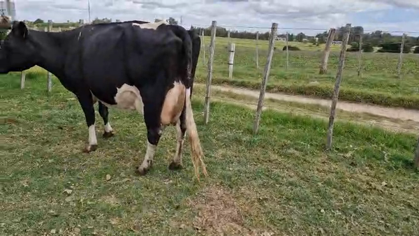 Lote 4 Vaca, San José