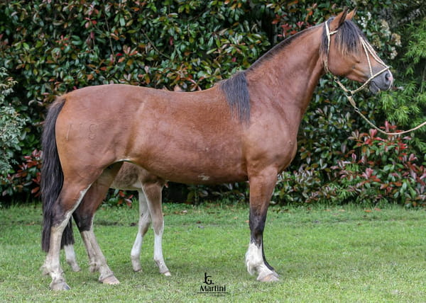 Lote Antonieta Caraguatá