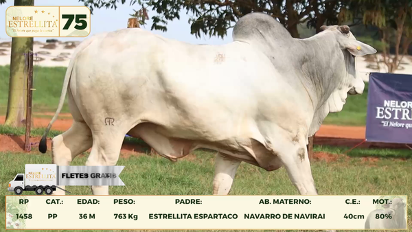 Lote LOTE 75
