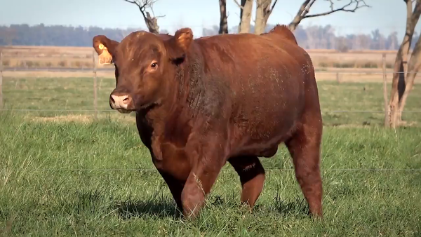 Lote Toros PP y PC a campo con DEPs