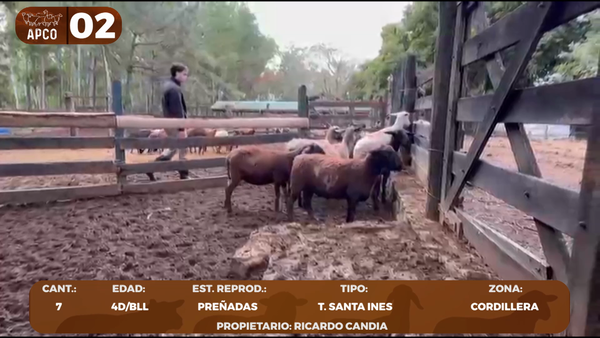 Lote LOTE 2 -POR PANTALLA