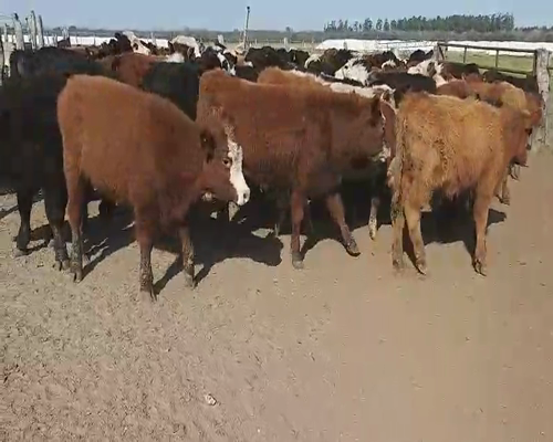 Lote 120 Terneros/as en Villaguay, Entre Ríos