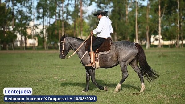 Lote Lentejuela