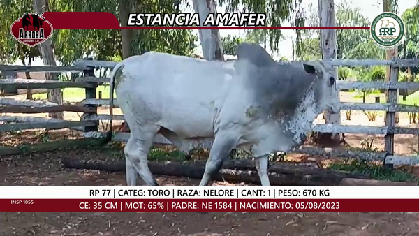 Lote TORO