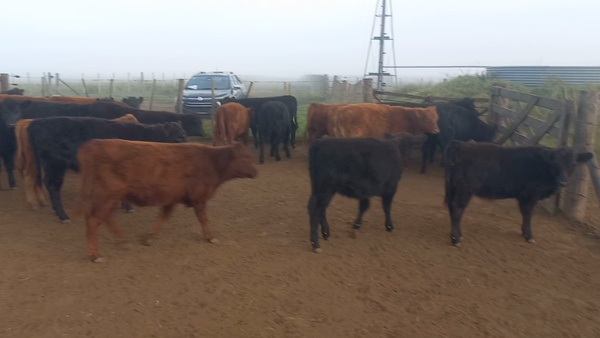 Lote 70 Terneras en Laprida