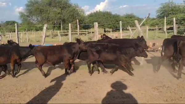 Lote 85 Terneros/as