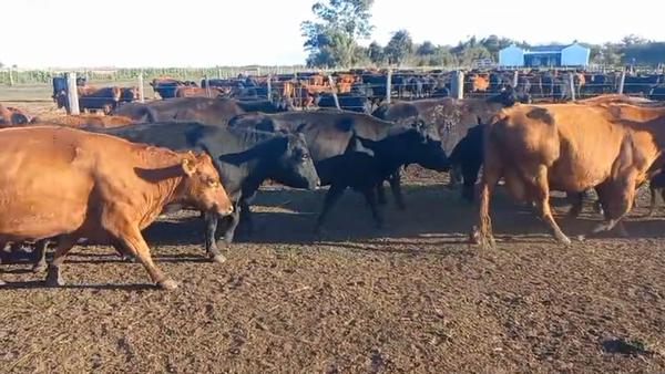 Lote 33 Vacas CUT PÑ en Olavarría