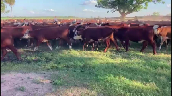 Lote 340 Vaquillonas en Gral. San Martín, Chaco