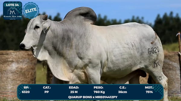 Lote LOTE 34- ELITE