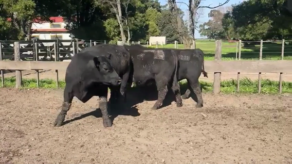 Lote TOROS PUROSCONTROLADOS SANTA MARTA