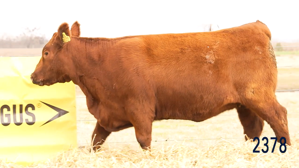 Lote Vaquillona