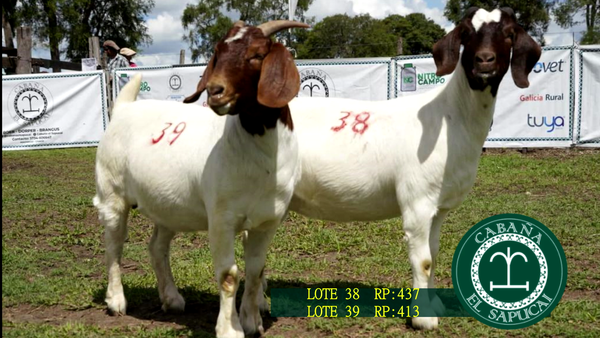 Lote RP 437 Y RP 413