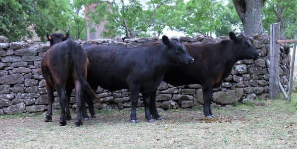 Lote Vaquillonas Angus Entoradas