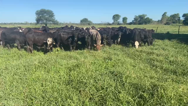 Lote 85 Novillitos en Pirané, Formosa