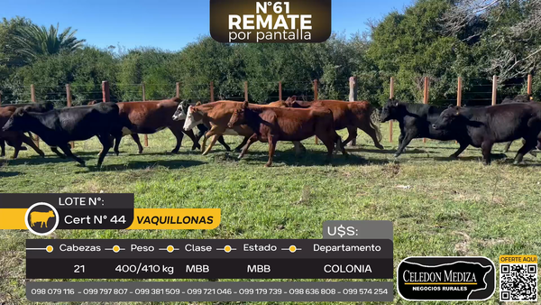 Lote 21 Vaquillonas  en Tarariras, Colonia