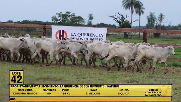 Lote LOTE 42
