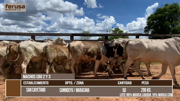 Lote LOTE 7