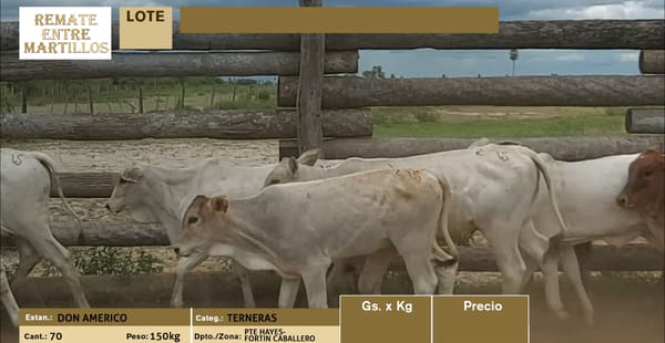 Lote LOTE 1 - 70 TERNERAS