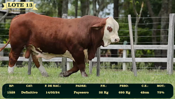 Lote LOTE 13