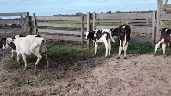 Lote 15 Terneros, San José