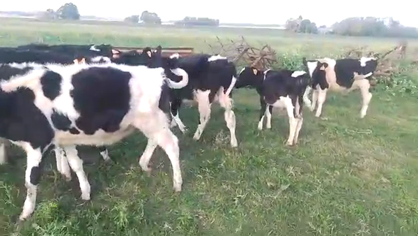 Lote 12 terneros holando