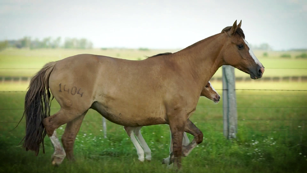 Lote DEL SILENCIO ROSA