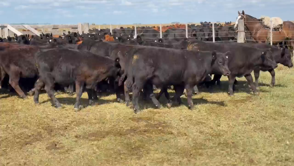Lote 150 Terneros