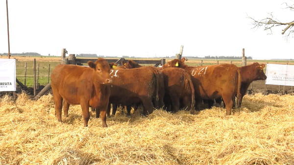 Lote Vaquillonas PC Coloradas Preñadas