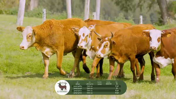 Lote La Victoria - Vientres