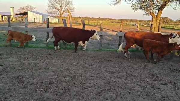 Lote 50 Vacas nuevas C/ cria
