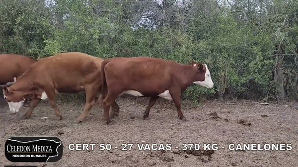 Lote 27 Vientres Entorados en Canelones