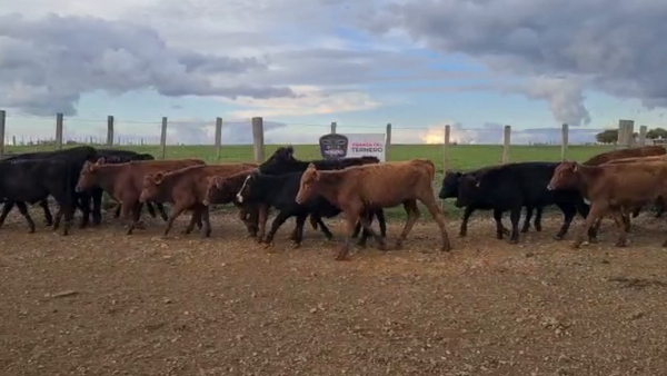Lote 22 Terneras Carnicera 134kg -  en Parada fariña