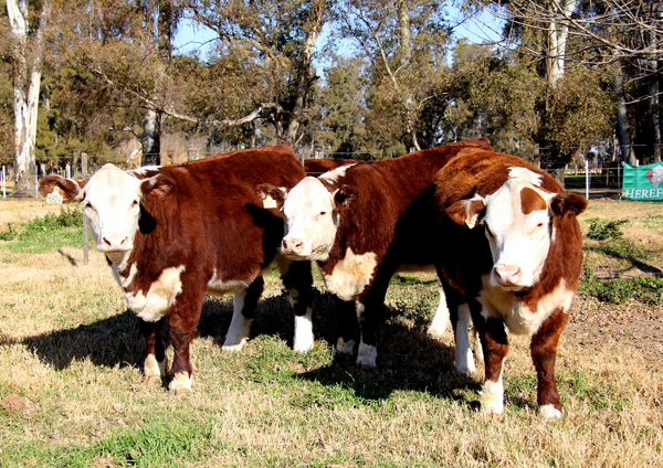 Lote TERNERAS  PURO PEDIGREE (Corral 5)