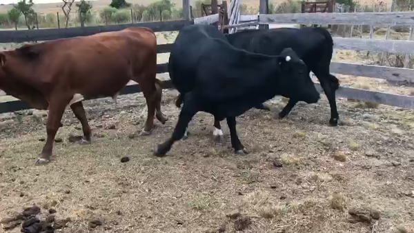 Lote 3 Novillos Angus Hereford y Cruza 280kg -  en Vintem