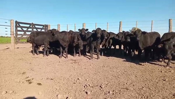 Lote 35 Novillos
