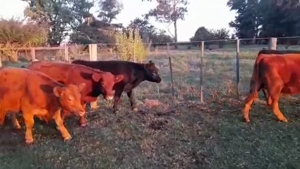 Lote 14 Novillitos en Pirovano, Buenos Aires