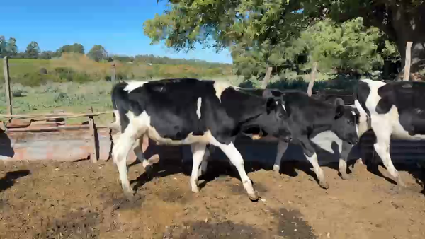 Lote TERNEROS